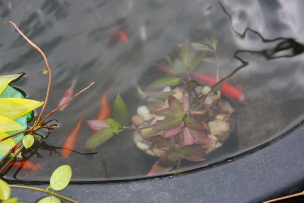 pond water 2