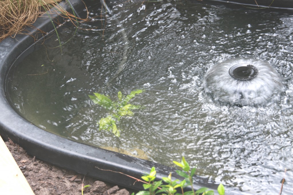 pond water 3